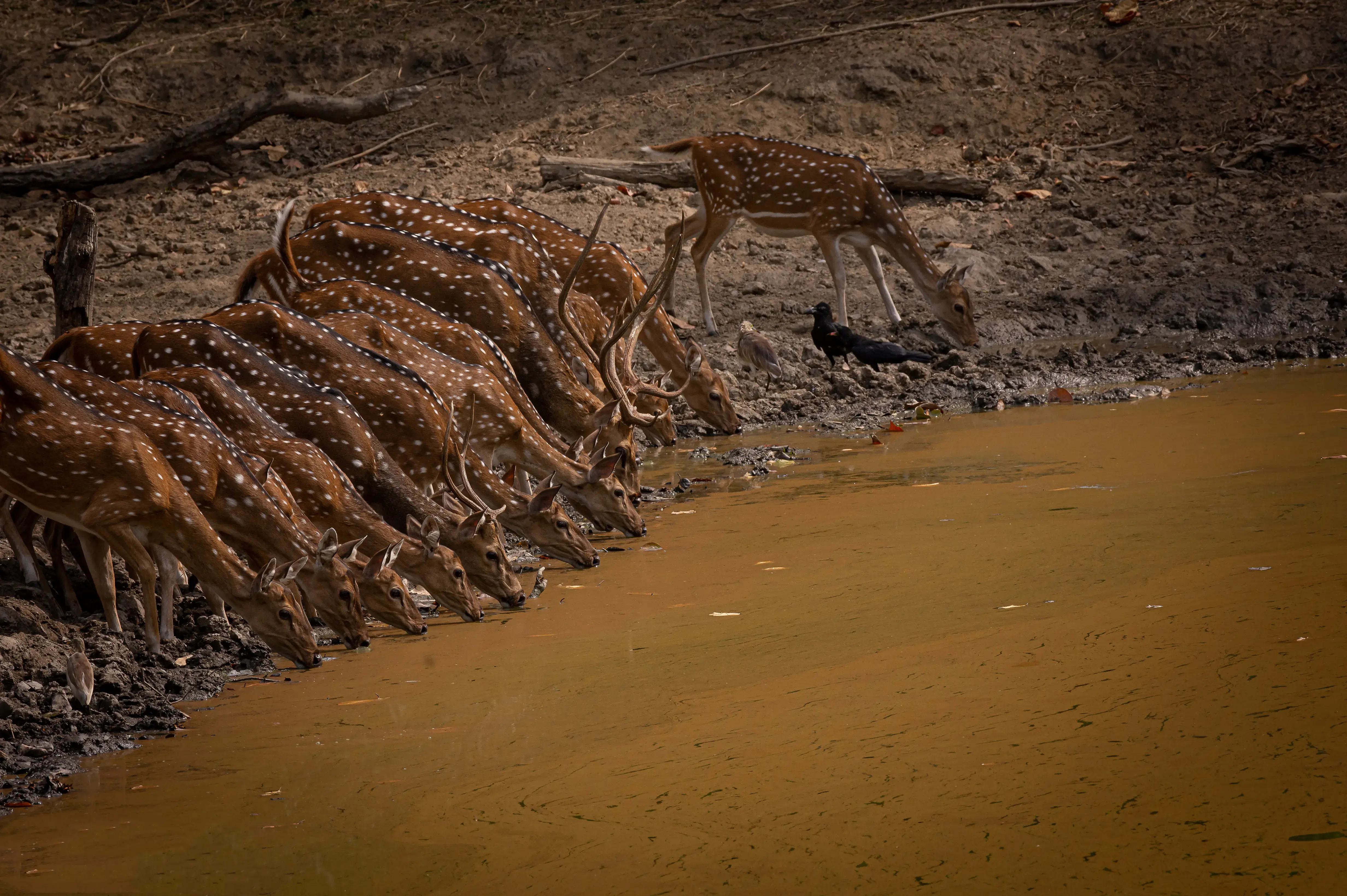 Deers