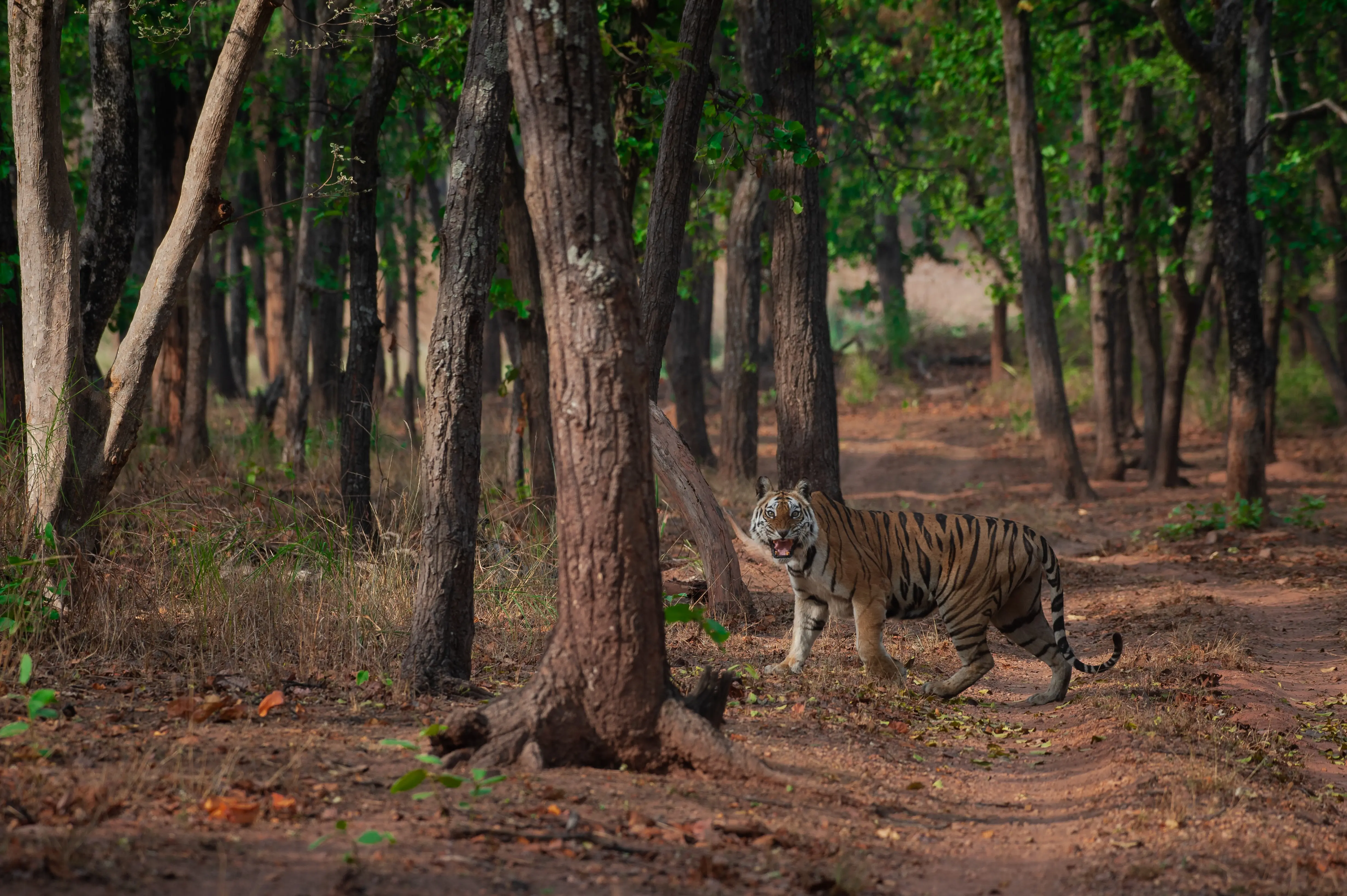 Tiger