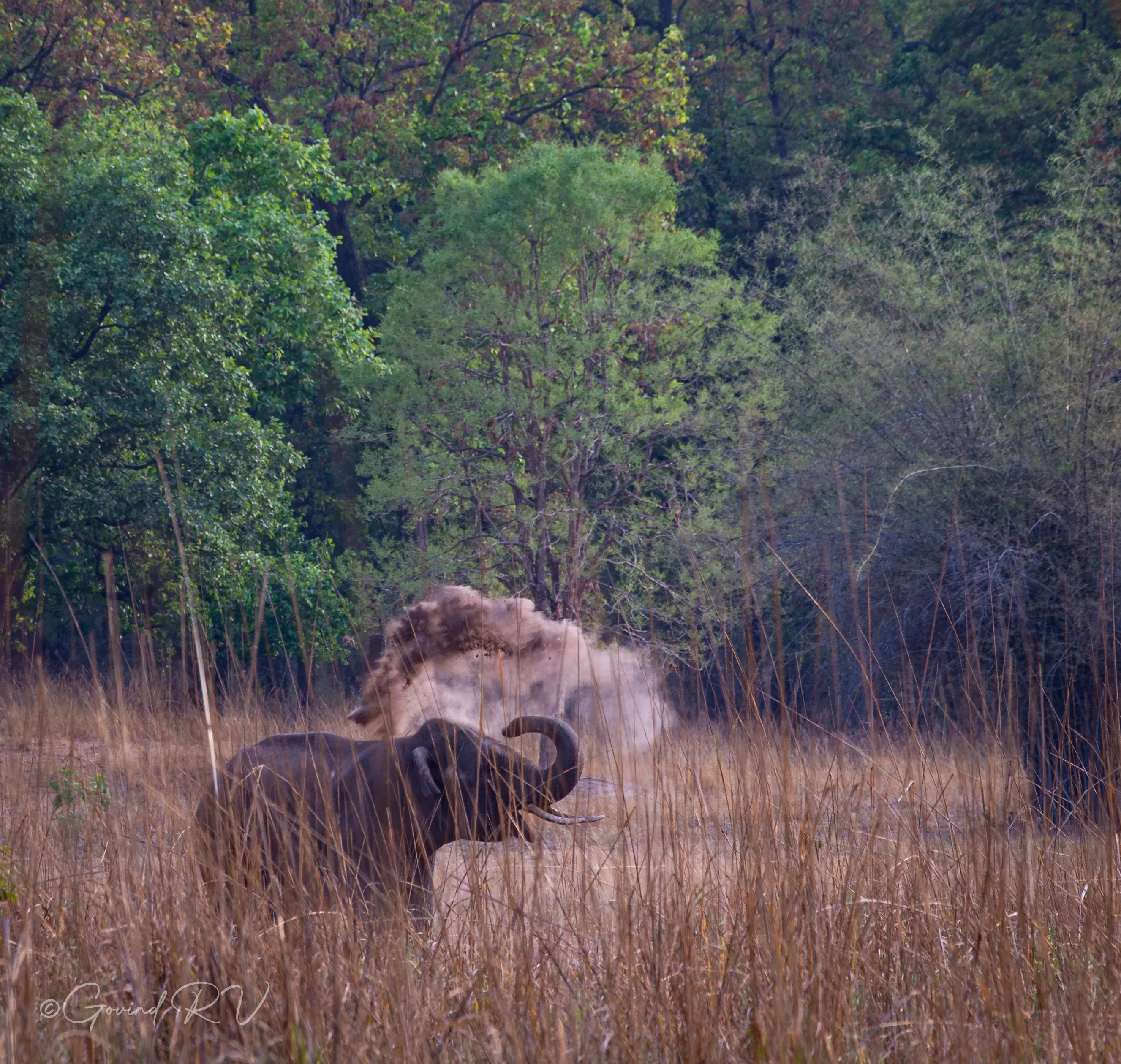 Tiger Hunting Action