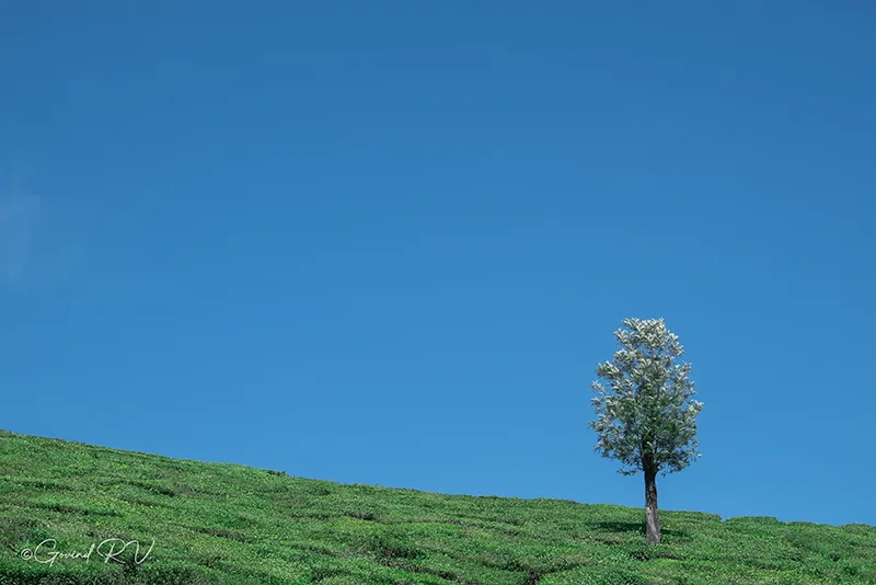 Wild Landscape