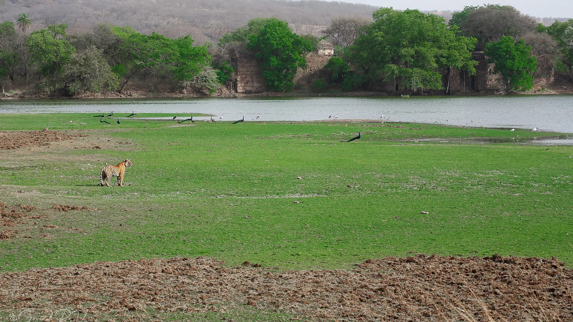 Bandhavgarh Fort