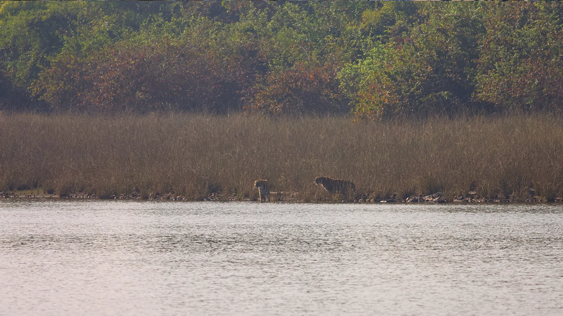 Deers